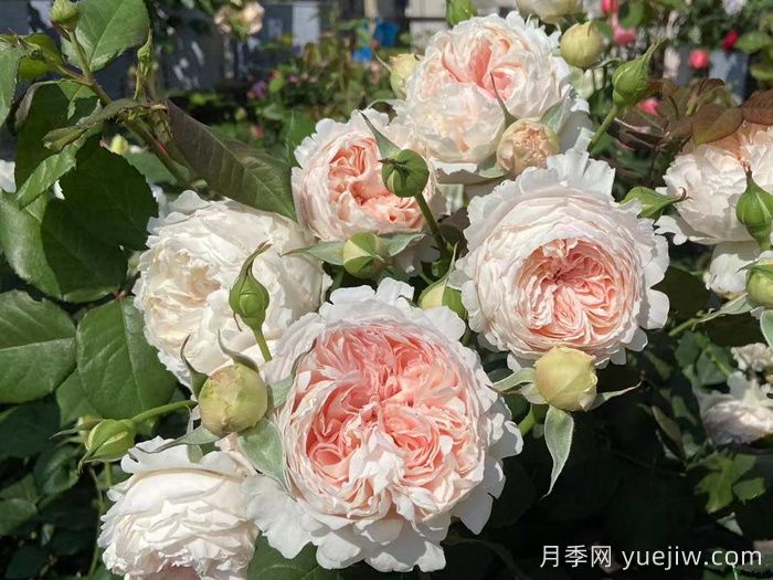 妍姿月季(图4)