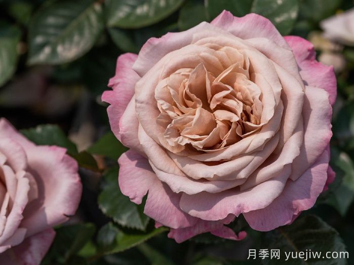 清泠月季(图1)
