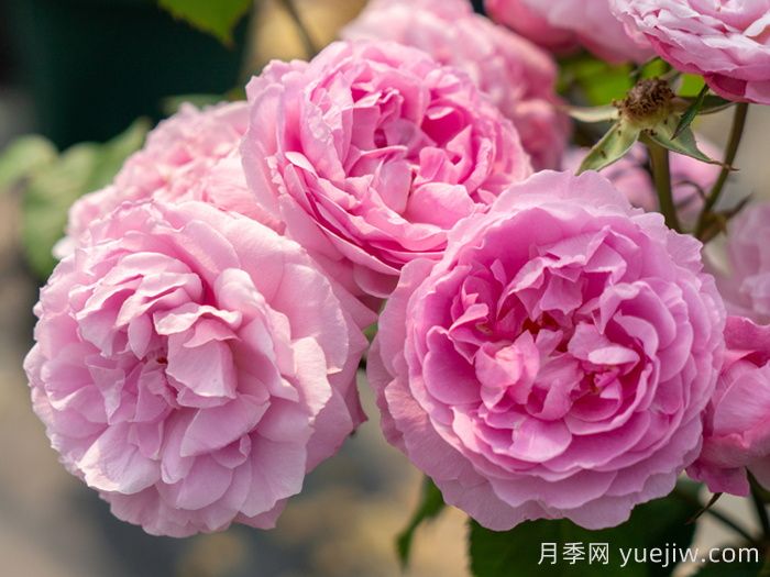 花想容月季(图1)