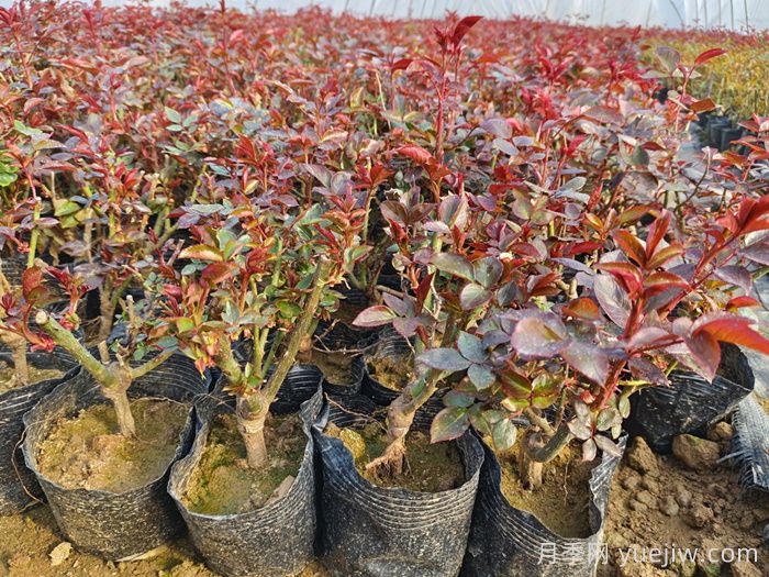 什么是抹芽？为什么春天月季要抹芽？(图1)