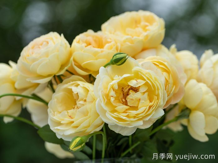 歌笛月季(图1)