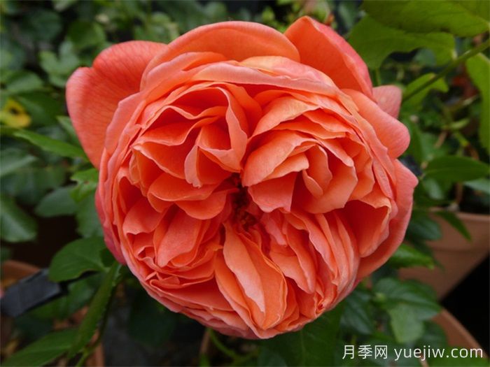 夏日之歌月季的优点和养护办法 (图1)