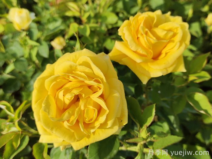 分享10种经典大花月季，开花鲜艳美翻春季(图3)