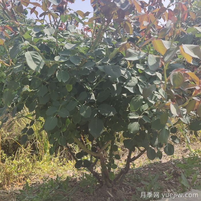 秋季地栽月季苗移栽注意事项(图1)