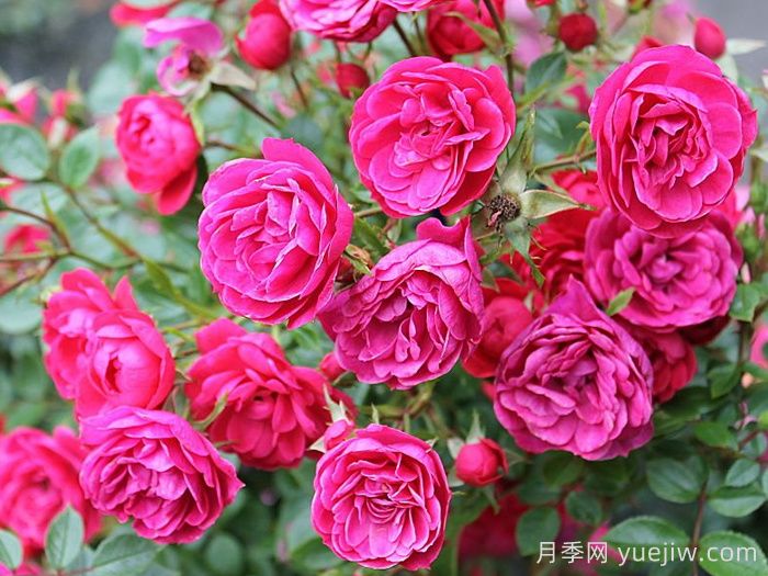 爱好月季(图3)