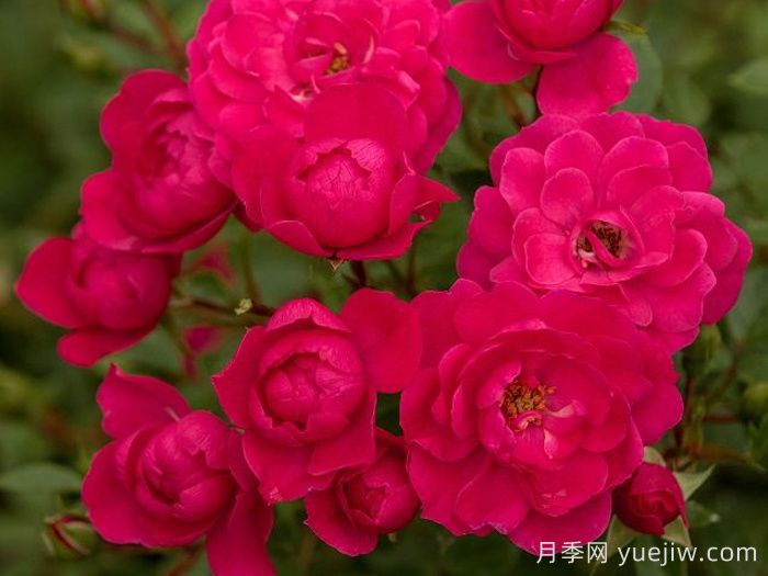 爱好月季(图2)