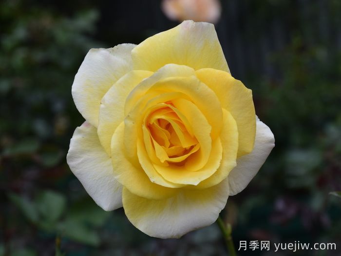 金牌月季(图2)