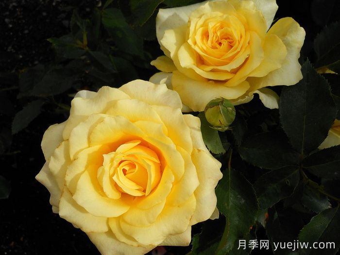 金牌月季(图3)