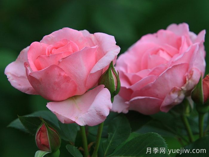 吉塔月季/吉塔文艺复兴月季(图2)