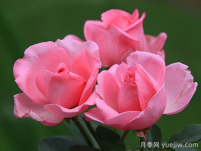 吉塔月季/吉塔文艺复兴月季(图4)