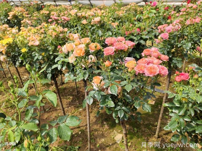 网购回来的月季不开花是怎么问题？(图2)