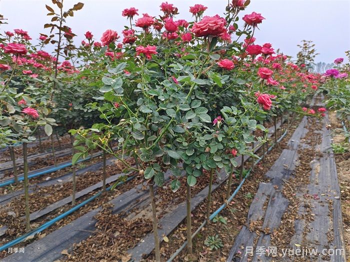 养好月季要避免的5大雷区总结(图2)