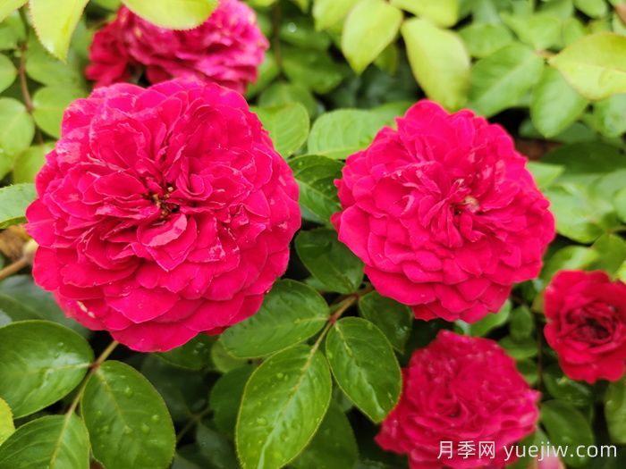 月季应该如何喷药？月季喷药的注意事项(图1)