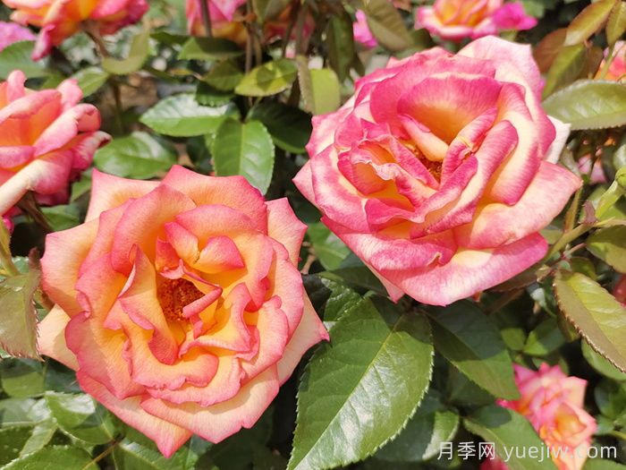 观花树种在园林绿化中长盛不衰，有哪些花木？(图1)