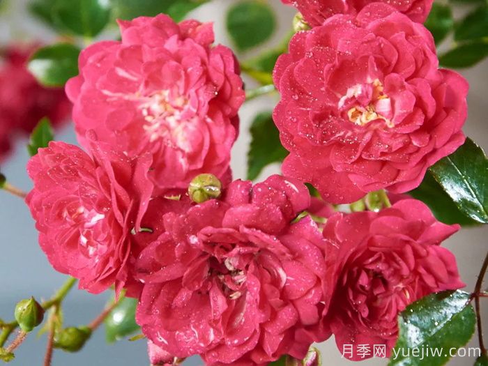 仙女皇后月季/妖精皇后(图1)