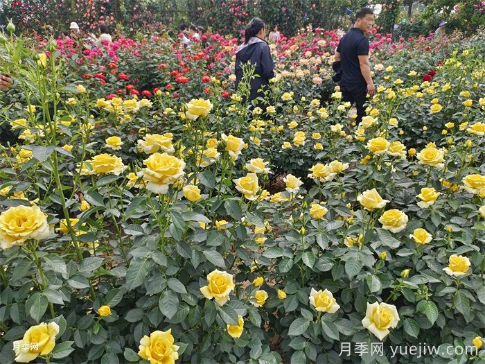园林景观设计中常见的50条禁忌(图1)