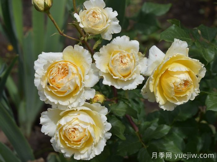 碧翠丝月季/贝特丽丝(图4)