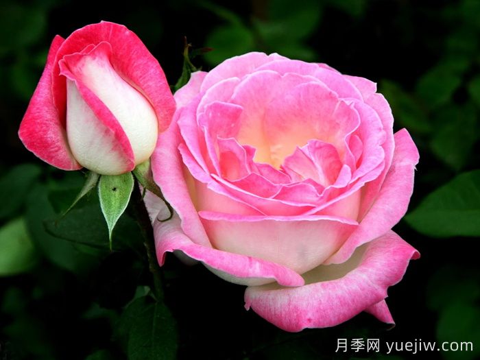 情歌月季(图1)