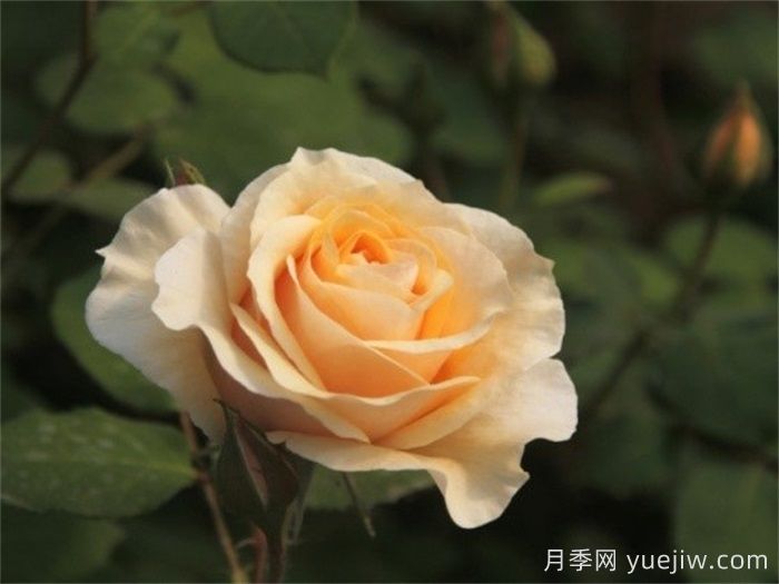 晨曦月季(俞红强)(图1)