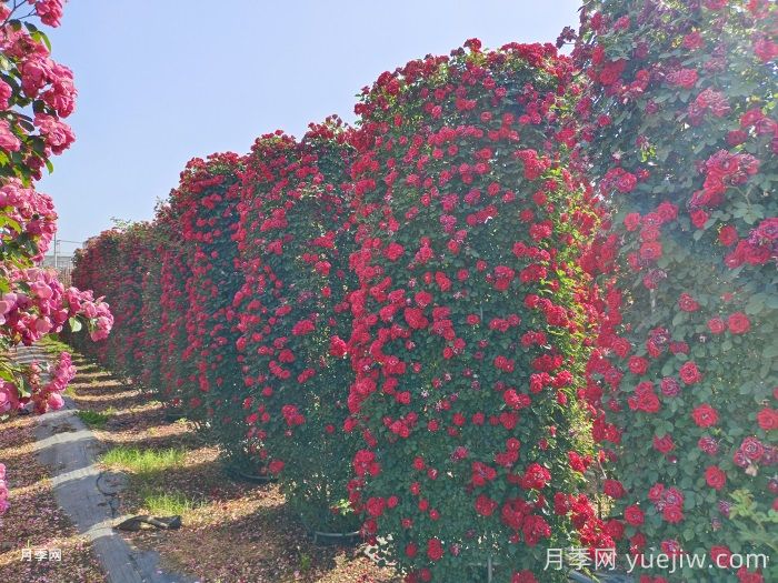 推荐13个藤本植物爬到花墙，开出一片花海(图1)
