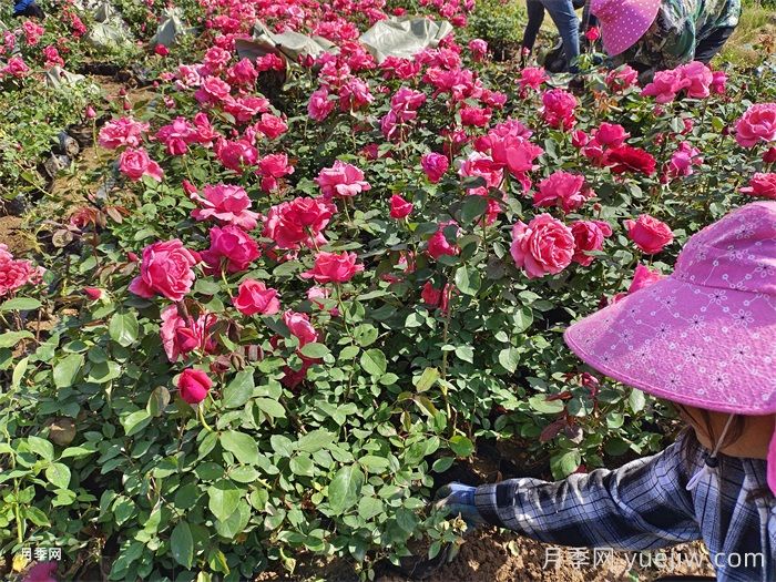 如何让月季全年花开不断？(图1)