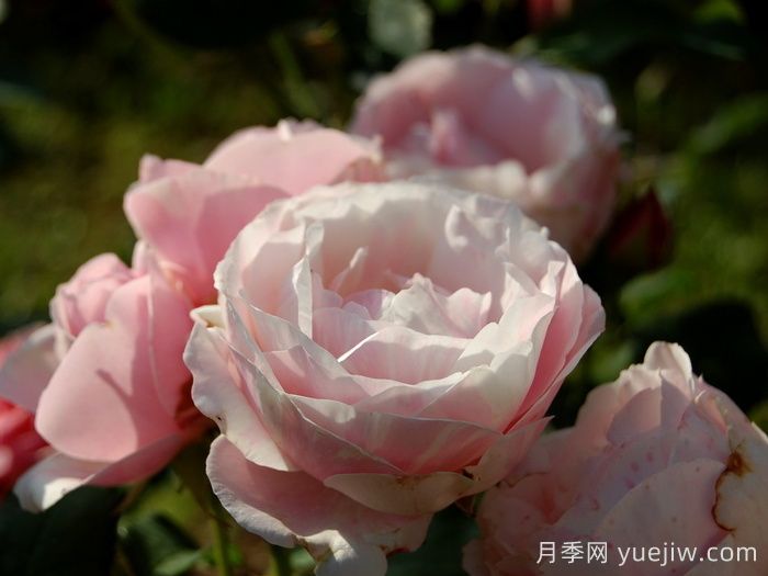 情书月季(图3)