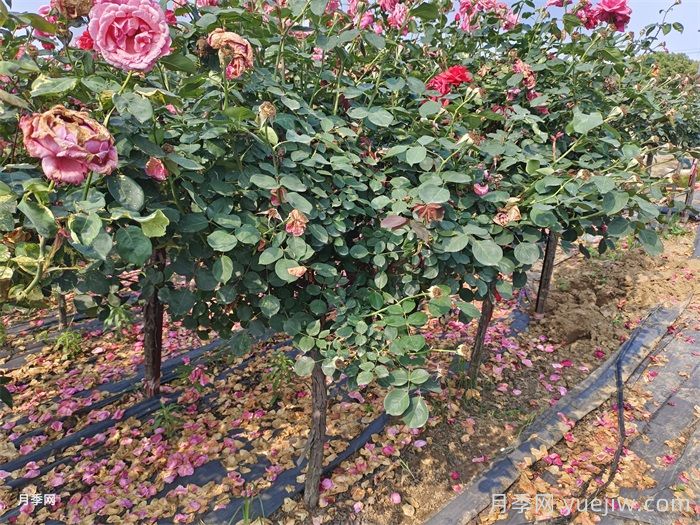 绿化树桩月季种植规范(图1)