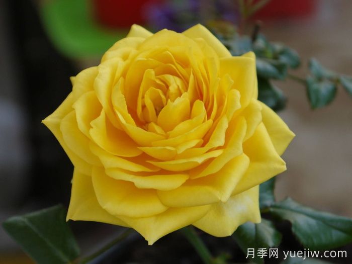 阳光海滩月季/永远的阳光海岸(图4)