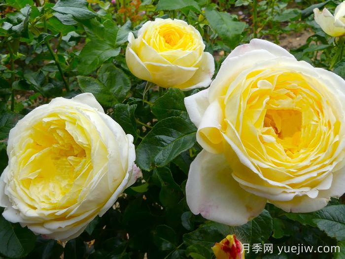 大赦国际月季/柠檬雪酪月季(图2)