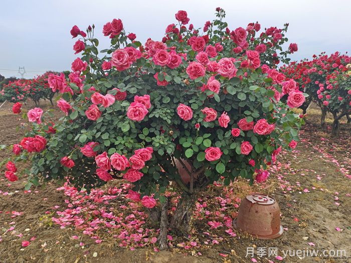 三月如何加强园林树状月季养护？(图2)