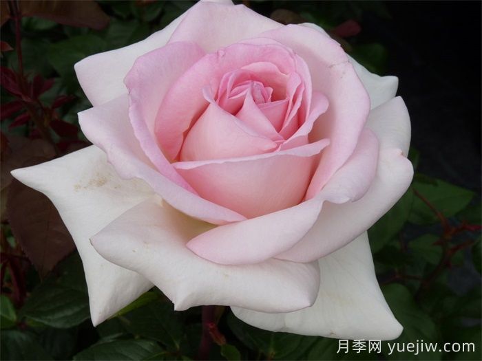 园艺王子月季/弗朗西斯梅昂/法兰西斯(图4)