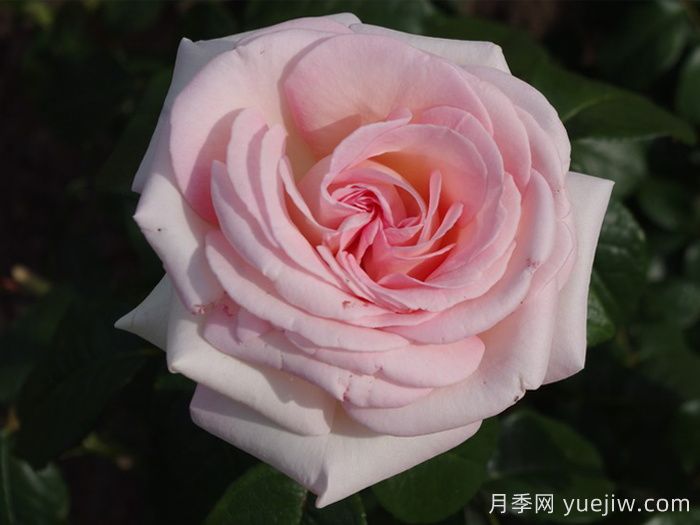 园艺王子月季/弗朗西斯梅昂/法兰西斯(图5)