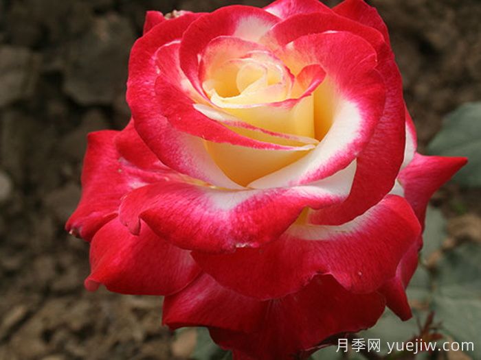 如果只能养一棵月季花，那么就在这5个品种中选择(图3)