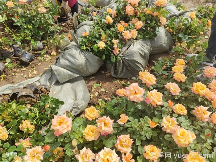 月季移栽后黄叶打焉怎么办？盆栽月季小苗移栽问题(图2)