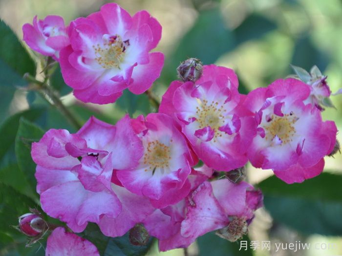 德特曼多花月季(图1)
