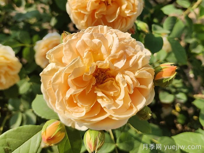 花卉市场月季十元一盆，为何网购月季苗要五十一盆？(图1)