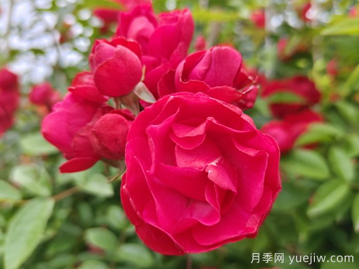 红木香爬藤月季的优缺点是什么？红木香养护方法(图1)