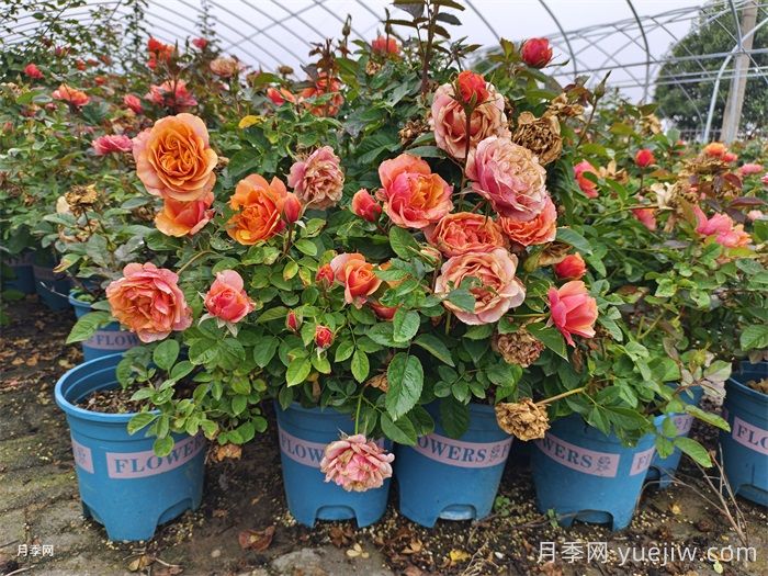 月季花的繁殖栽培和养护管理(图3)