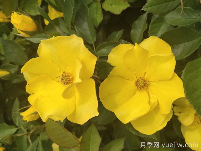河北河间：月季成网红，美丽能致富(图2)