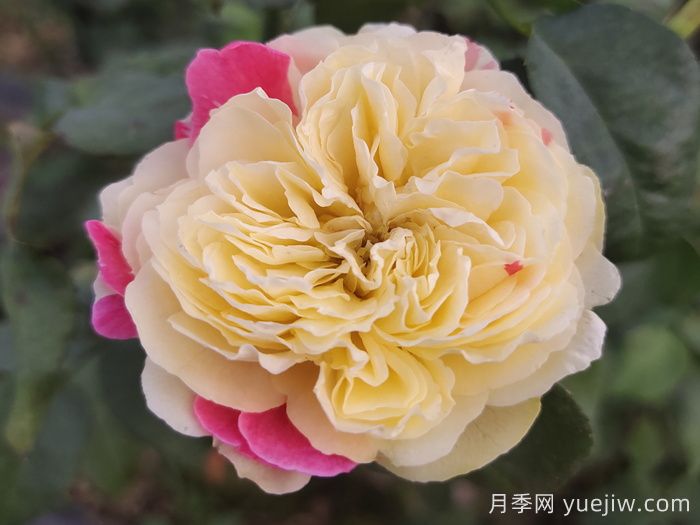 独居特色的风月月季哟哪些优缺点？(图1)