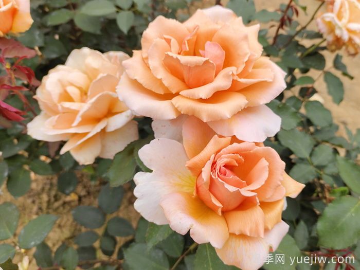 月季花的来历和优美诗词赏析(图2)