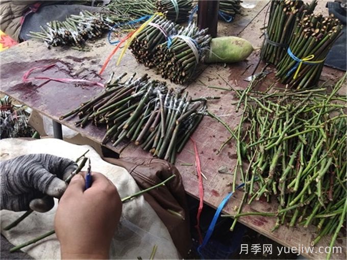 月季嫁接是门技术活，该如何做？(图1)