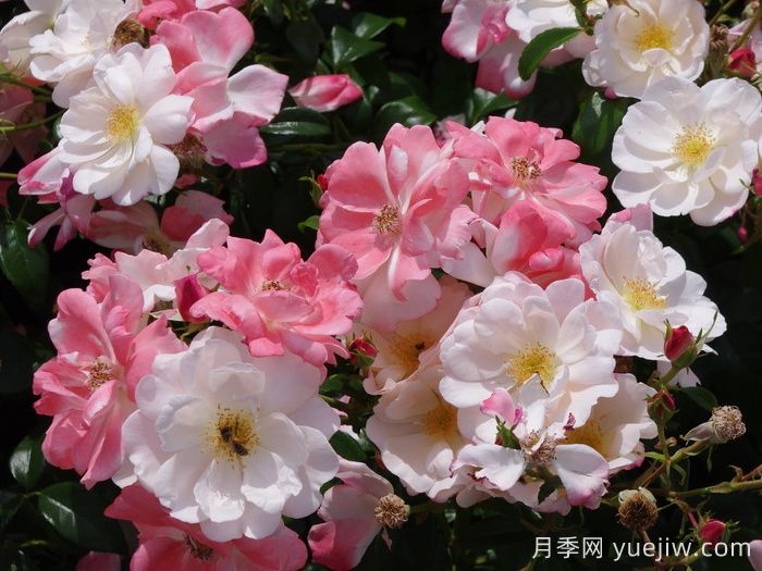 玫瑰浪漫月季/火蛋白石/蔷薇浪漫/格莱特(图2)