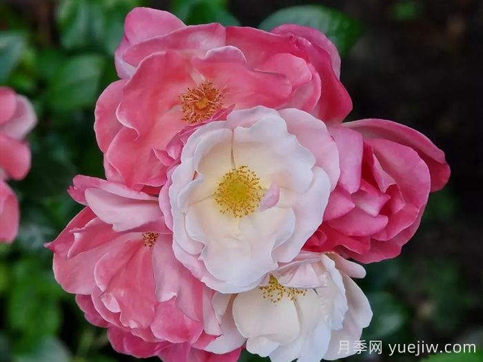 玫瑰浪漫月季/火蛋白石/蔷薇浪漫/格莱特(图1)
