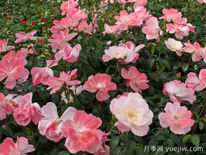 玫瑰浪漫月季/火蛋白石/蔷薇浪漫/格莱特(图3)