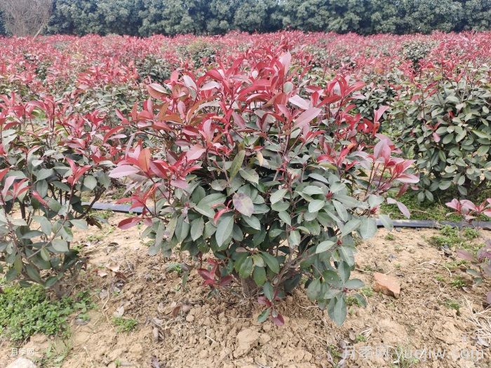 南阳红叶石楠育苗新技术(图1)
