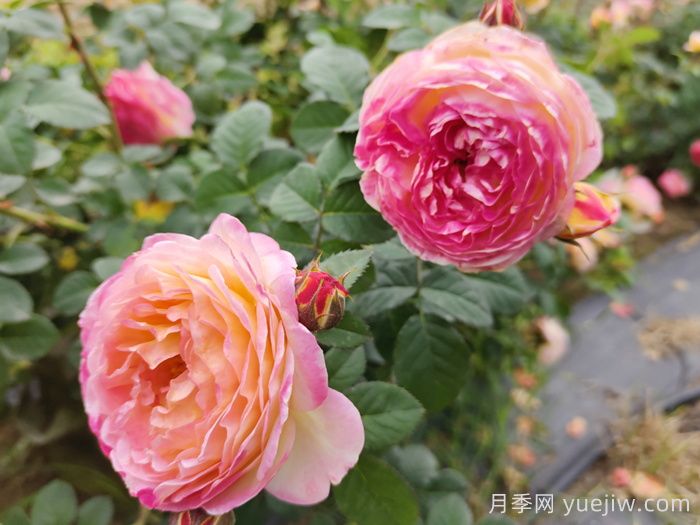 月季种类，藤本月季和灌木月季如何来区别？(图2)