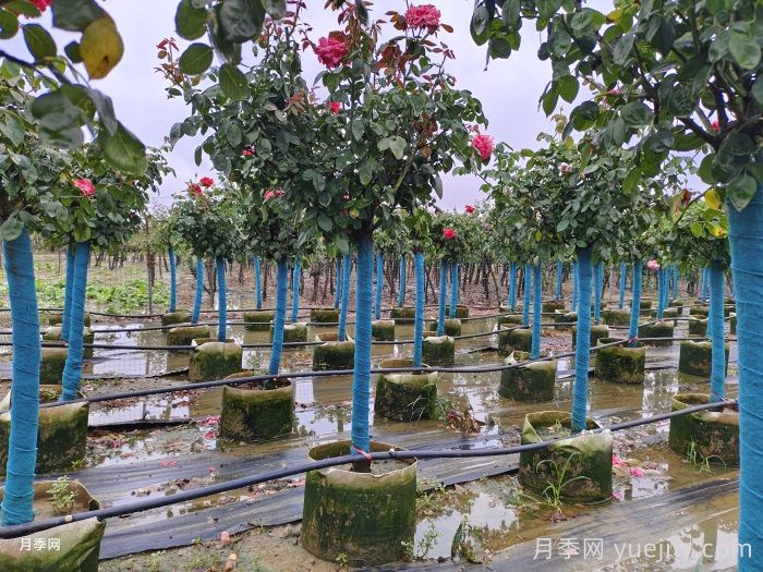 南阳树状月季种植基地教你走出嫁接两大误区(图1)