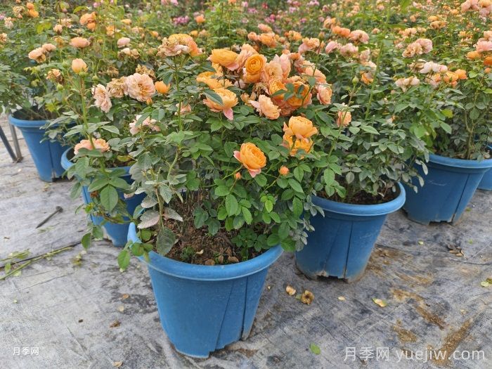 月季花如何修剪？南阳基地抓住这3个时间修剪花开不断(图1)