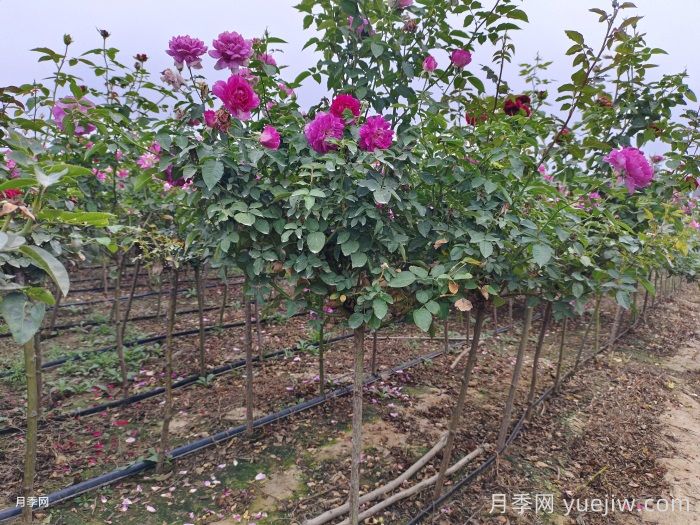 南阳基地教你棒棒糖月季的嫁接方法(图1)